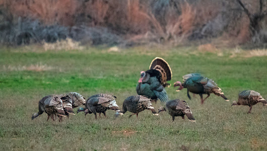 Gobbler Report Gives Turkey Hunters Latest Info From Field Oklahoma Department Of Wildlife